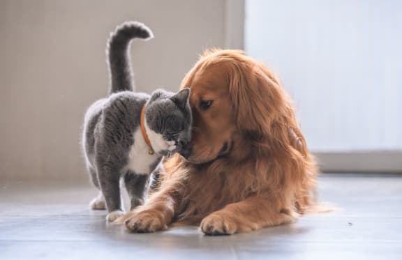 Creating a Cat and Dog Friendly Home in Hamilton